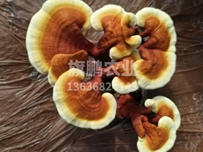 旗鹏农业