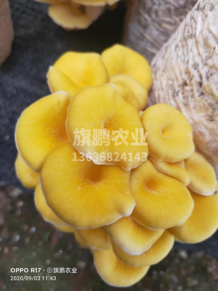旗鹏农业